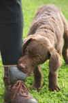 als pup 10 weken